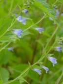 Scutellaria lateriflora