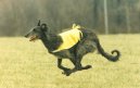 Scottish Deerhound