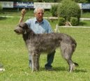 Scottish Deerhound