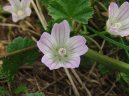 Malva neglecta Wallr\.