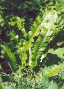 Aslplenium scolopendrium