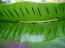 Aslplenium scolopendrium