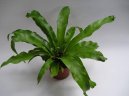 Aslplenium scolopendrium