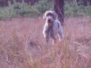 Slovensky hrubosrsty stavac, Slovakian Wire-haired Pointing Dog