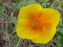 Eschscholzia californica