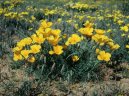 Eschscholzia californica