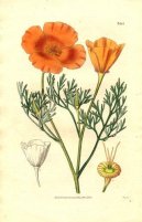 Eschscholzia californica