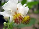 Sparmannia