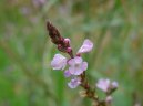 Verbena officinalis