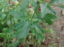 Verbena officinalis