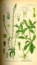 Verbena officinalis