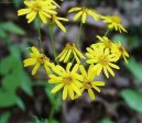 Senecio rowleyanus