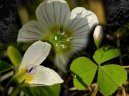 Oxalis acetosella L\.