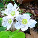 Oxalis acetosella L\.