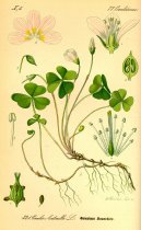 Oxalis acetosella L\.