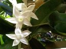 Stephanotis