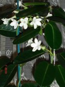 Stephanotis