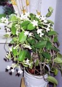 Stephanotis