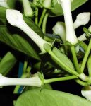 Stephanotis