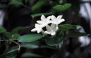 Stephanotis