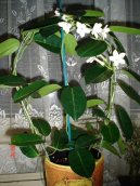 Stephanotis