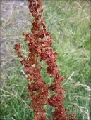 Rumex crispus