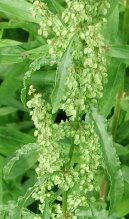 Rumex crispus