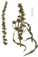 Rumex crispus