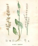 Rumex acetosa L\.