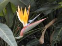 Strelitzia