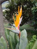 Strelitzia