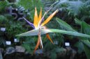 Strelitzia