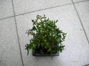 Serissa foetida