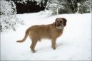 Steirische Rauhhaarbracke, Styrian coarse-haired Hound