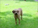 Steirische Rauhhaarbracke, Styrian coarse-haired Hound