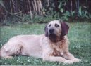 Steirische Rauhhaarbracke, Styrian coarse-haired Hound