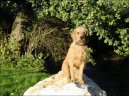 Steirische Rauhhaarbracke, Styrian coarse-haired Hound