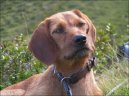 Steirische Rauhhaarbracke, Styrian coarse-haired Hound