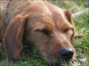 Steirische Rauhhaarbracke, Styrian coarse-haired Hound