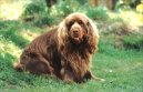 Sussex Spaniel