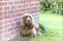 Sussex Spaniel