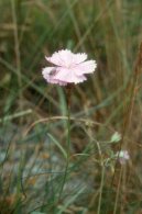 Euphrasia officinalis