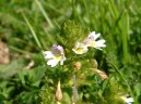 Euphrasia officinalis