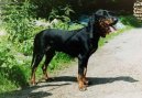 Schweizerischer Niederlaufhund  Petit chien courant suisse, Small Swiss Hound