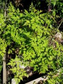 Angelica sinensis