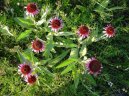 Echinacea angustifolia