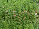 Echinacea angustifolia