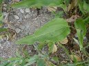 Echinacea angustifolia