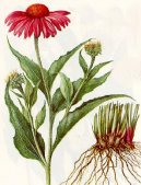 Echinacea angustifolia