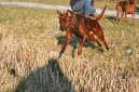 Thailand-Ridgeback